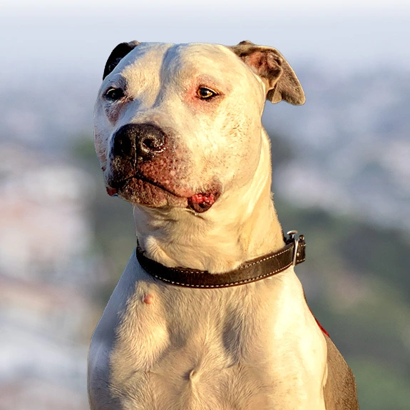 Photograph of Ziggy the dog wearing a playful vest, sitting outdoors with ears perked and the city softly blurred in the distance.